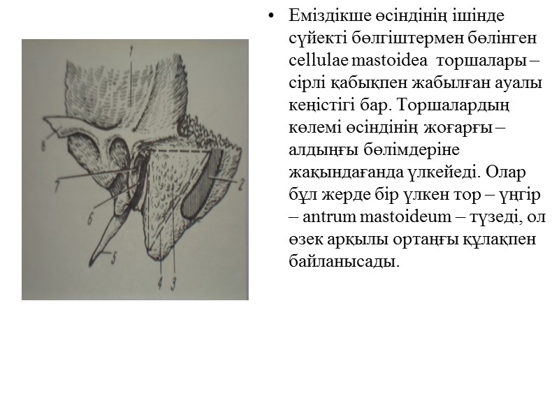 Еміздікше өсіндінің ішінде сүйекті бөлгіштермен бөлінген  cellulae mastoidea  торшалары – сірлі қабықпен